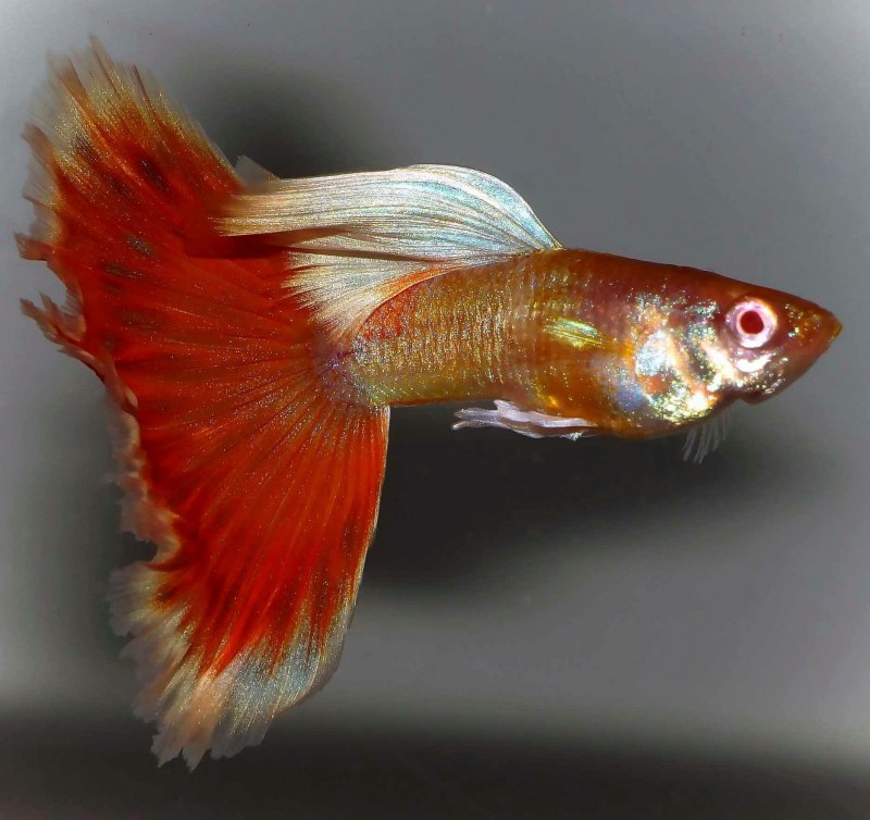 Гуппи рыбки