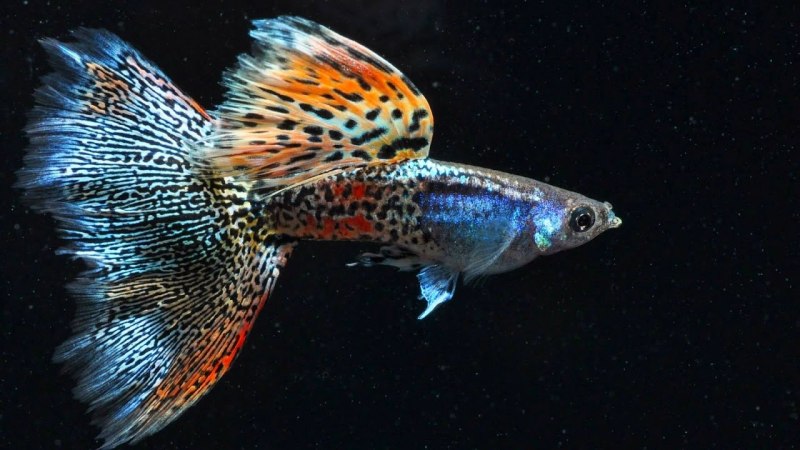 Гуппи аквариумные рыбки