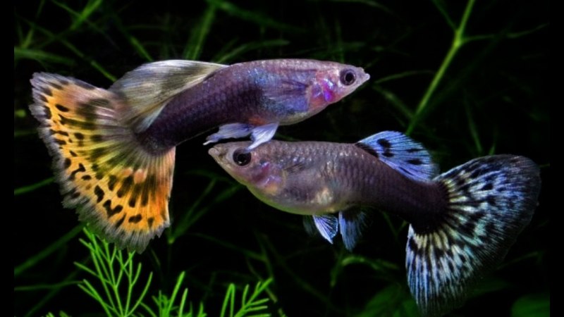 Гуппи аквариумные рыбки