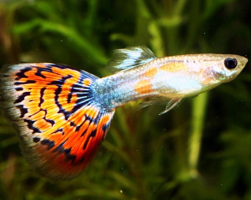 Гуппи аквариумные рыбки