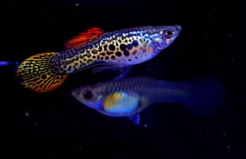 Гуппи аквариумные рыбки