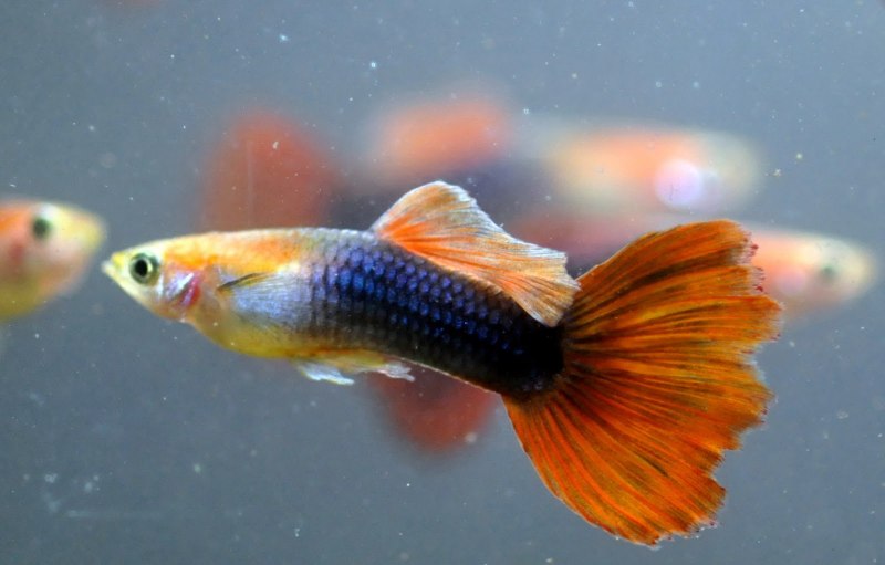 Гуппи рыбки