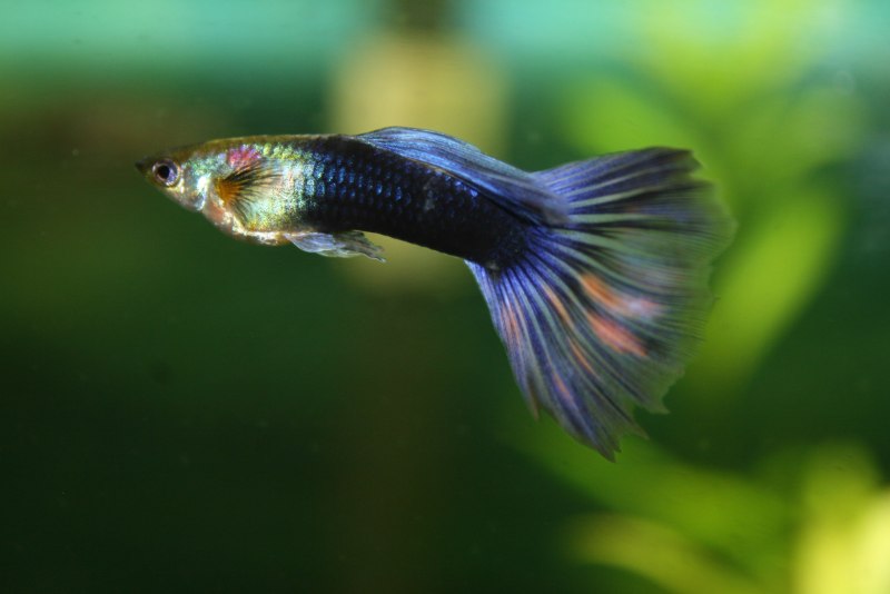 Пецилия и гуппи