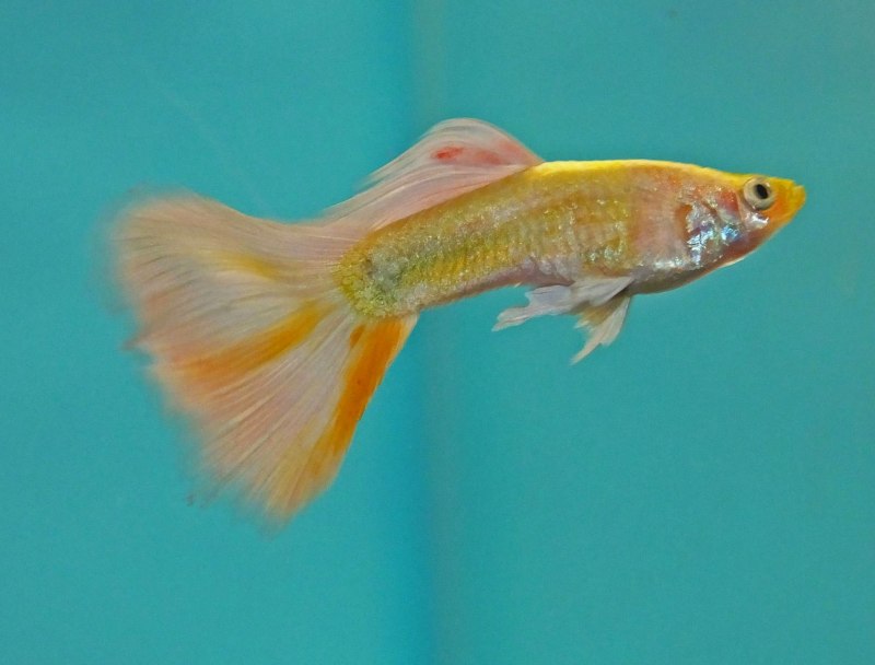 Дикие гуппи