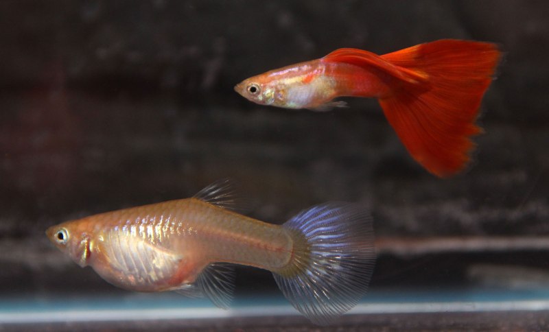 Гуппи Сансет Микариф