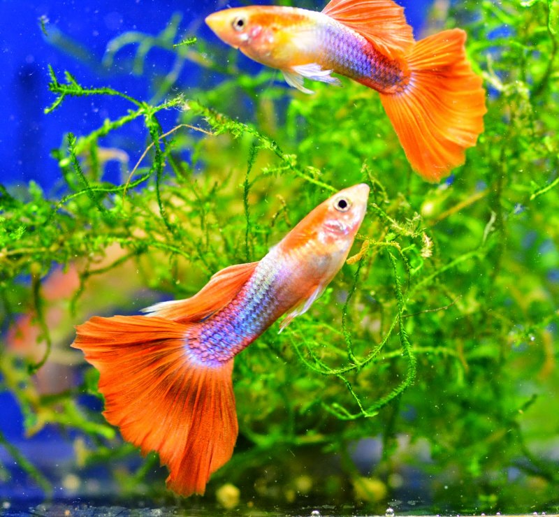 Гуппи аквариумные рыбки