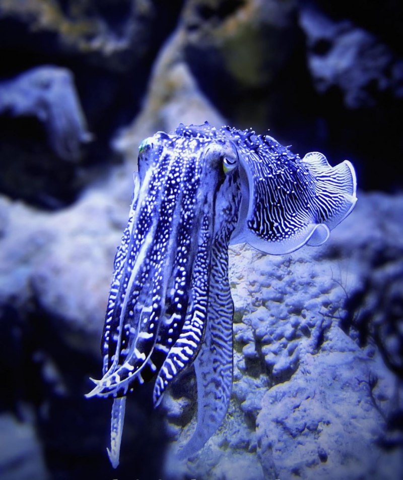 Головоногие моллюски каракатица