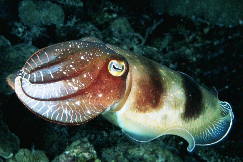 Морские головоногие моллюски