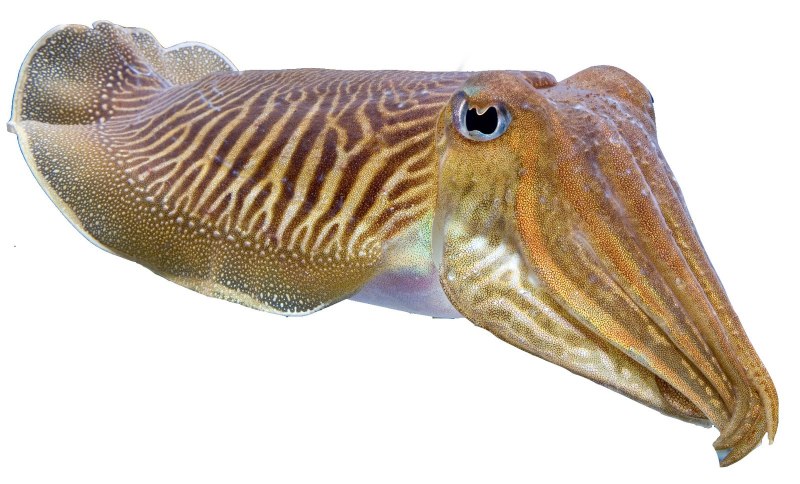 Каракатица Sepia officinalis