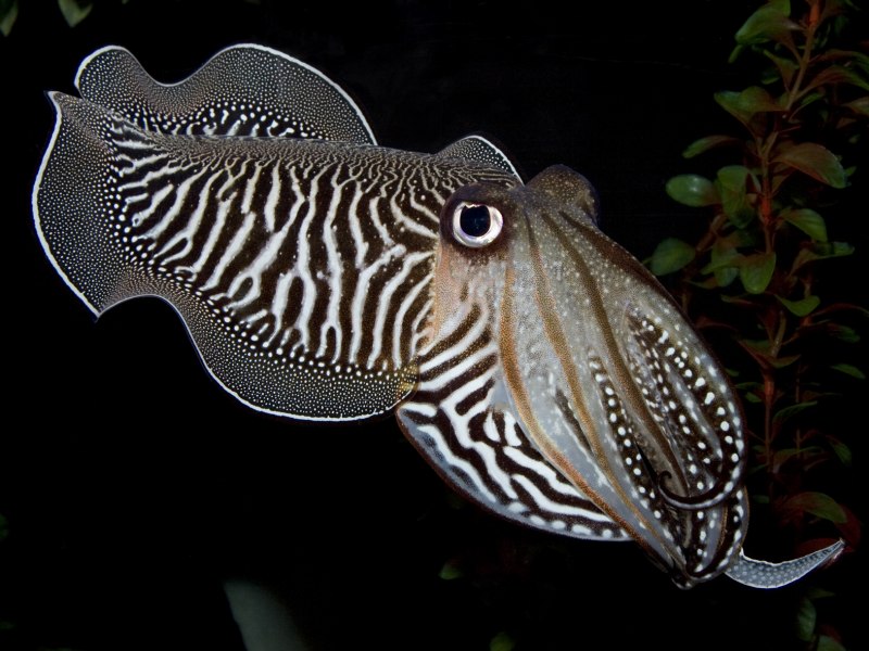 Каракатица обыкновенная