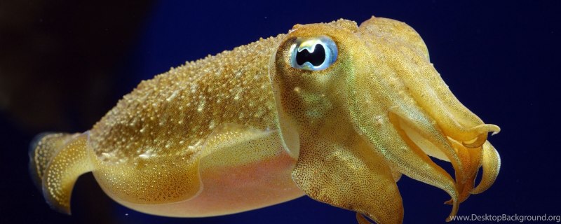 Мальки каракатицы