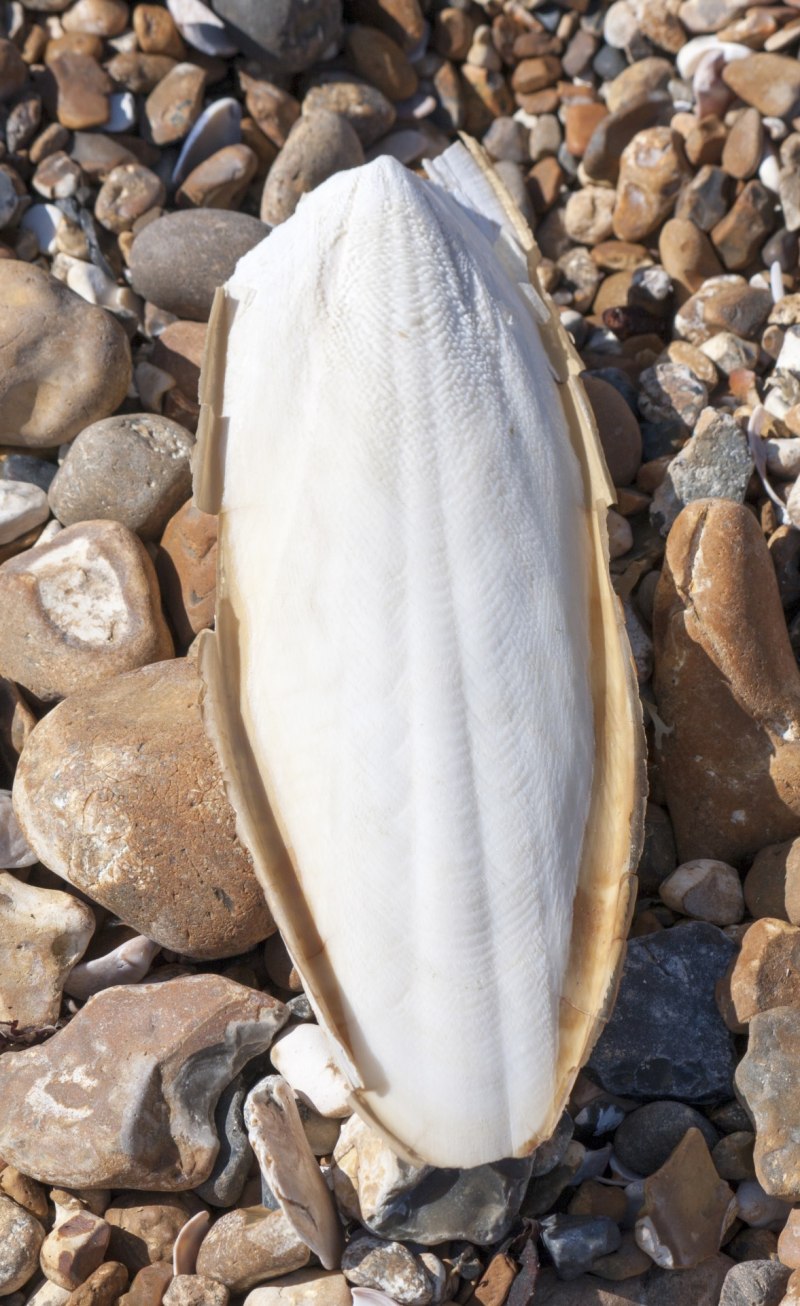 Гигантская австралийская каракатица Sepia Apama