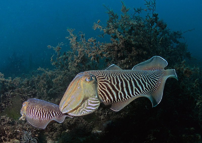 Каракатицы Средиземного моря