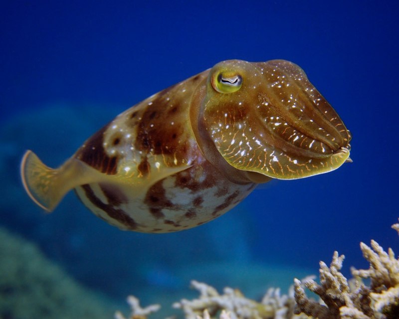 Каракатица обыкновенная