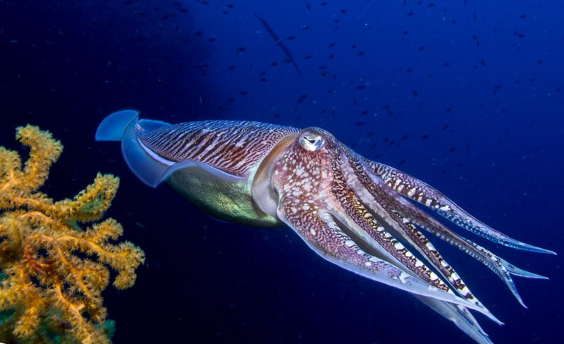 Морская каракатица красного моря