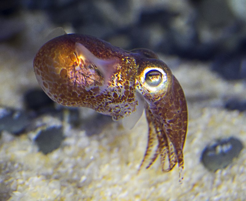 Двурогая сепиола