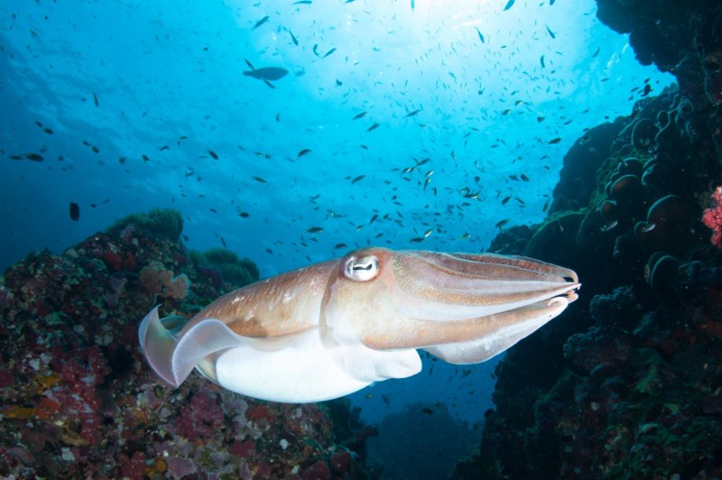 Каракатицы бэби