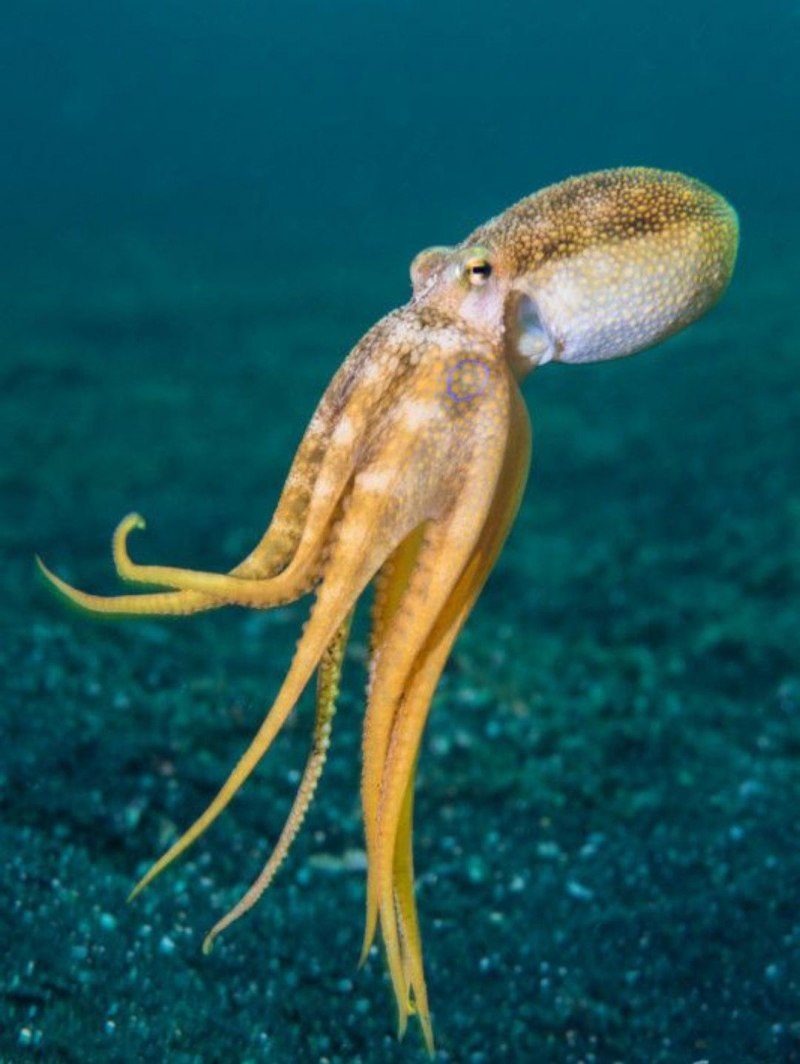 Спрут головоногий моллюск