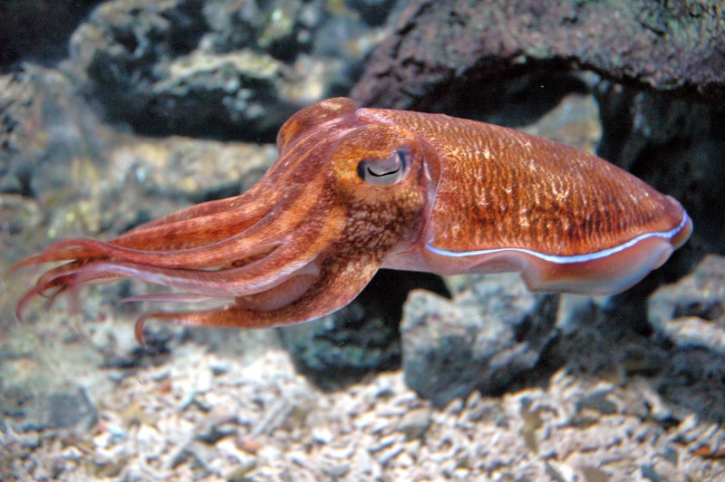 Широкорукая каракатица