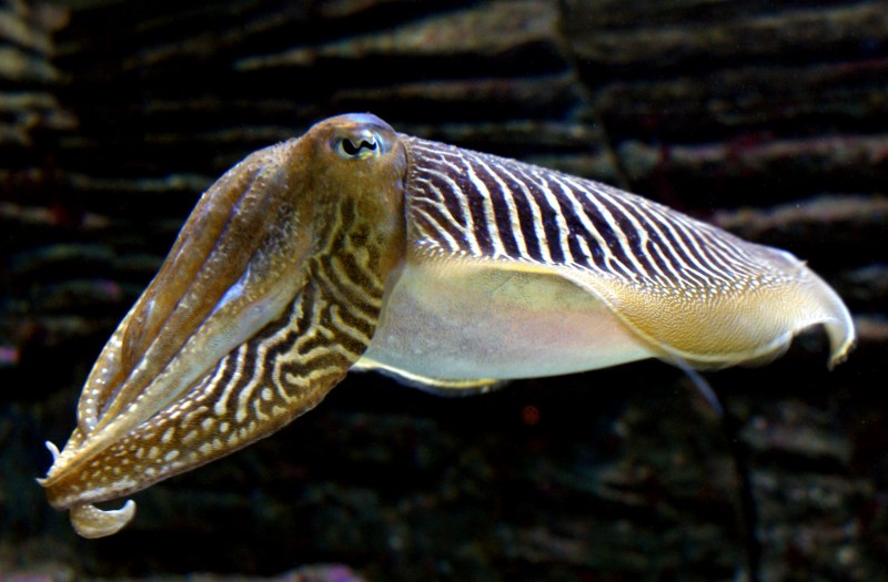 Головоногие моллюски каракатица