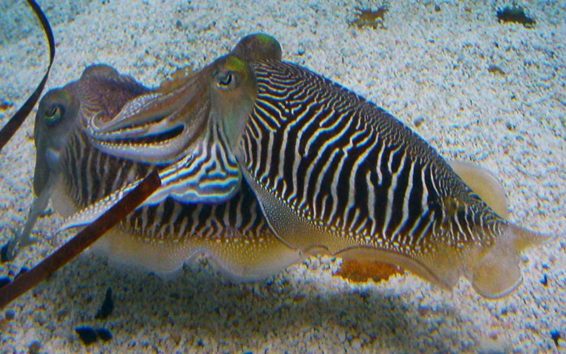 Sepia Apama
