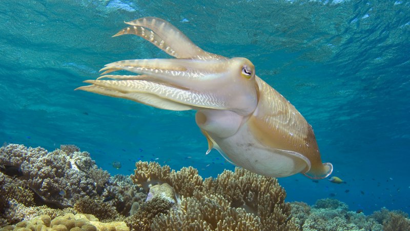 Каракатица индийского океана