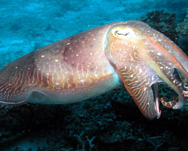 Фараонова каракатица