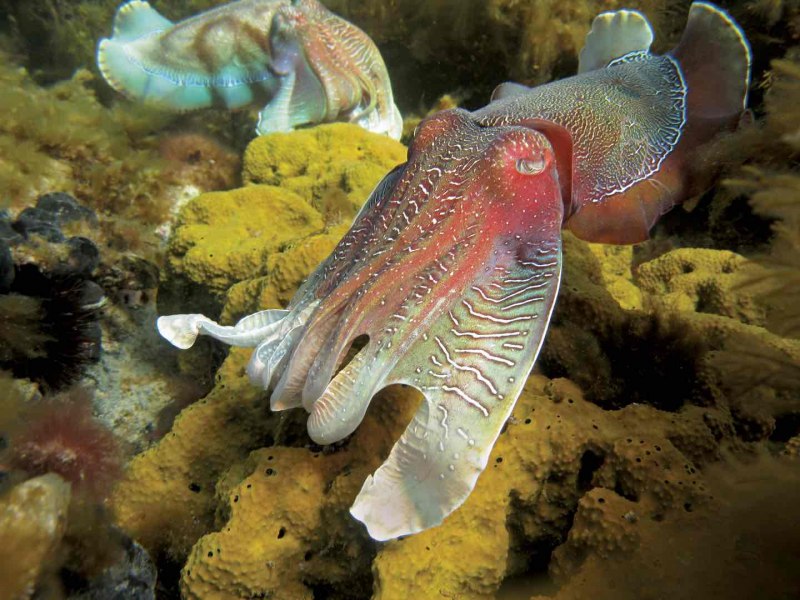 Каракатица двустворчатый моллюск