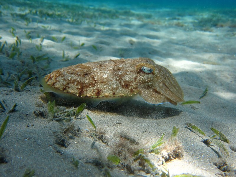 Каракатица Средиземноморская