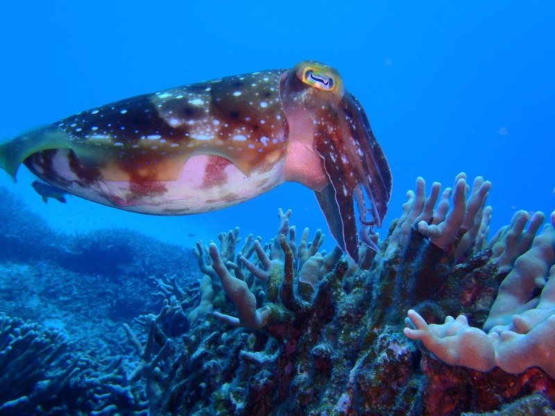 Сипион каракатицы