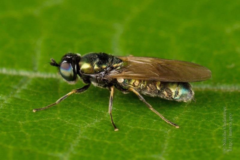 Львинка обыкновенная Муха