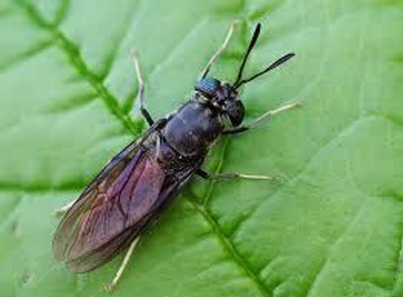 Муха черная львинка