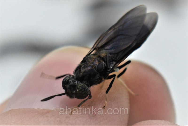 Личинка мухи львинки