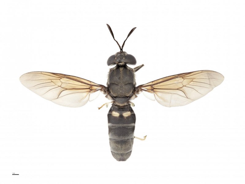 Муха черная львинка