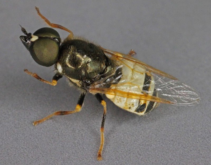 Личинка мухи черная львинка