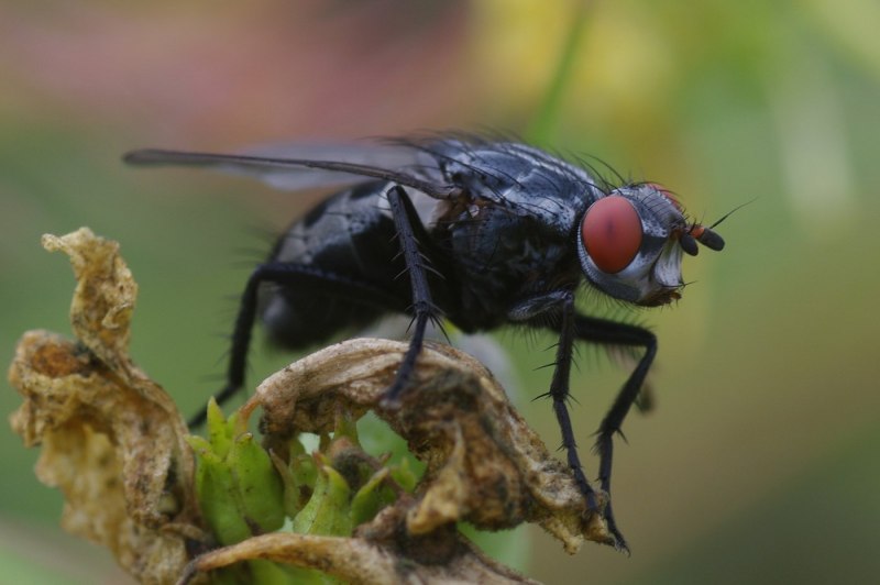 Иванов личики черной львьнки