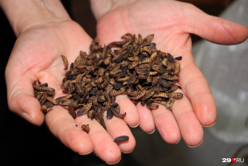 Личинка мухи львинки в воде