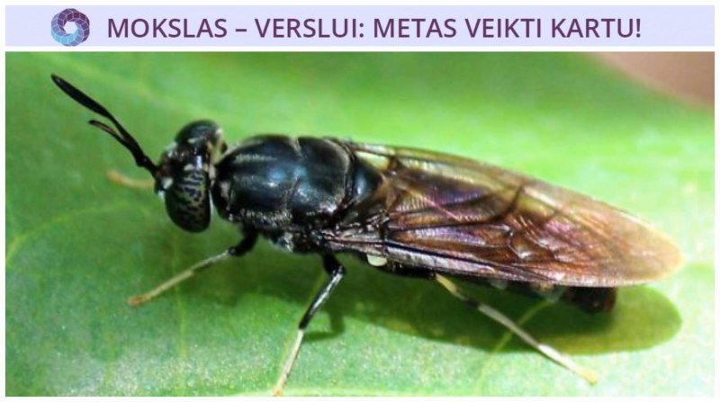 Львинка обыкновенная (Stratiomyia Chamaeleon)