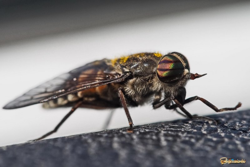 Stratiomys Chamaeleon