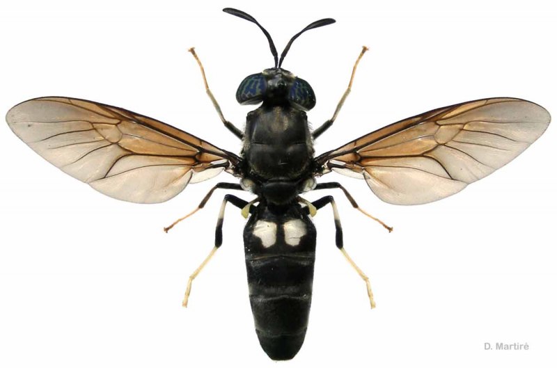 Личинка мухи львинки