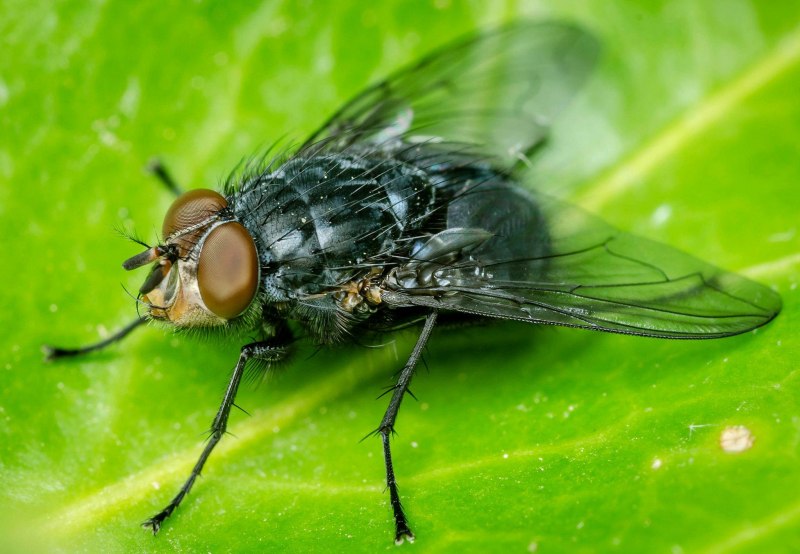 Насекомое черная львинка