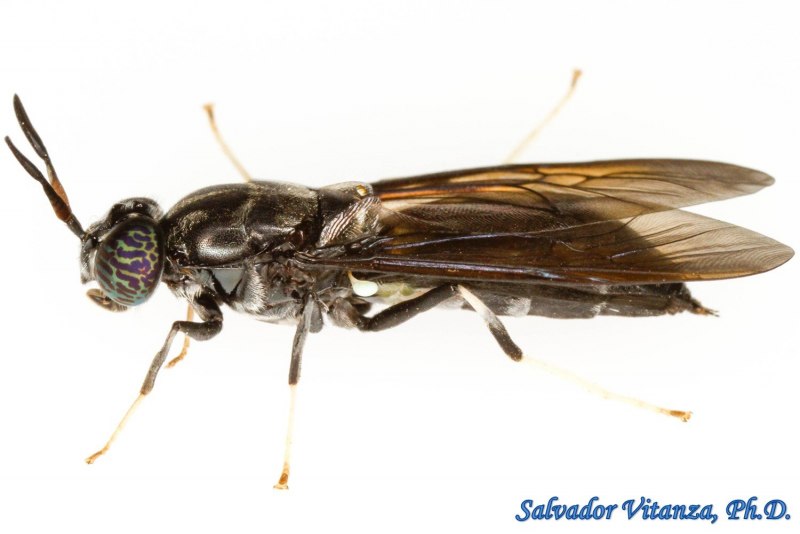 Муха Stratiomyidae