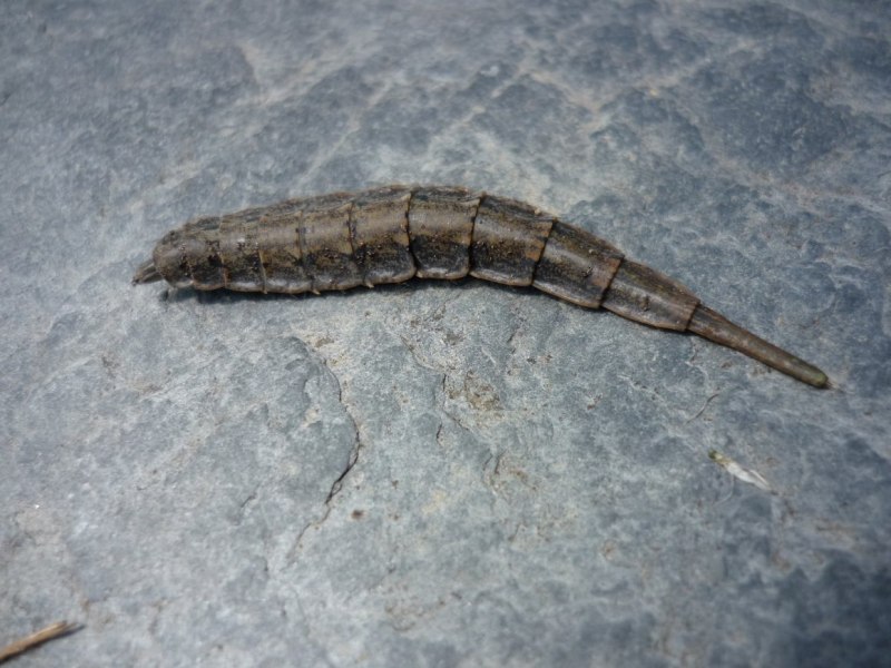 Муха черной львинки