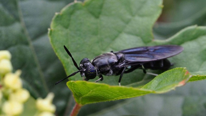 Львинка обыкновенная Муха