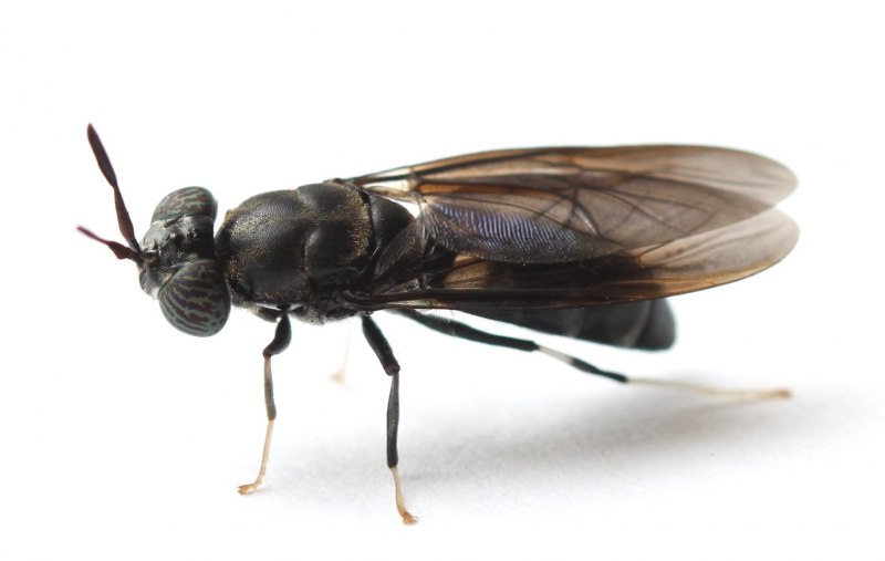 Личинка мухи черной львинки