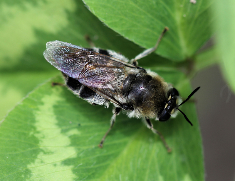 Муха черная львинка