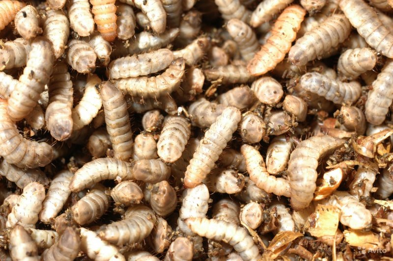 Муха черная львинка