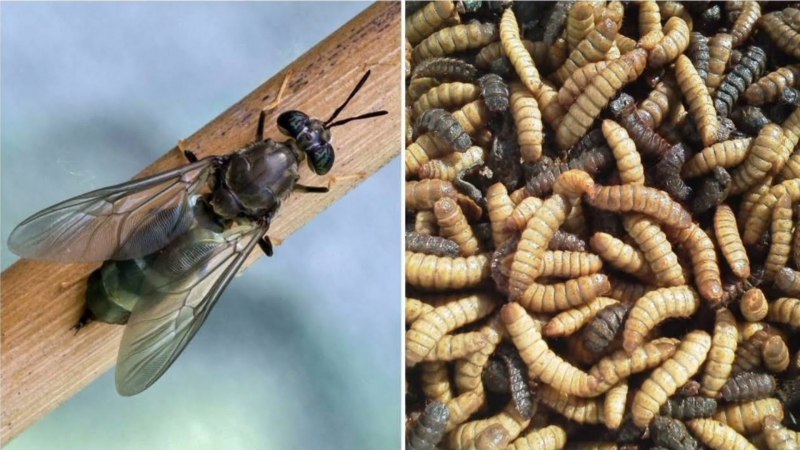 Черная львинка