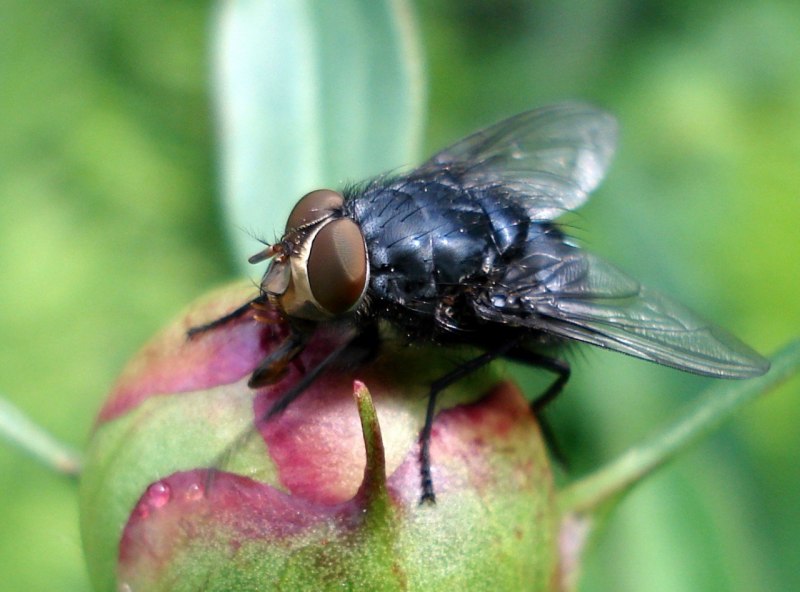 Черная львинка (Hermetia illucens