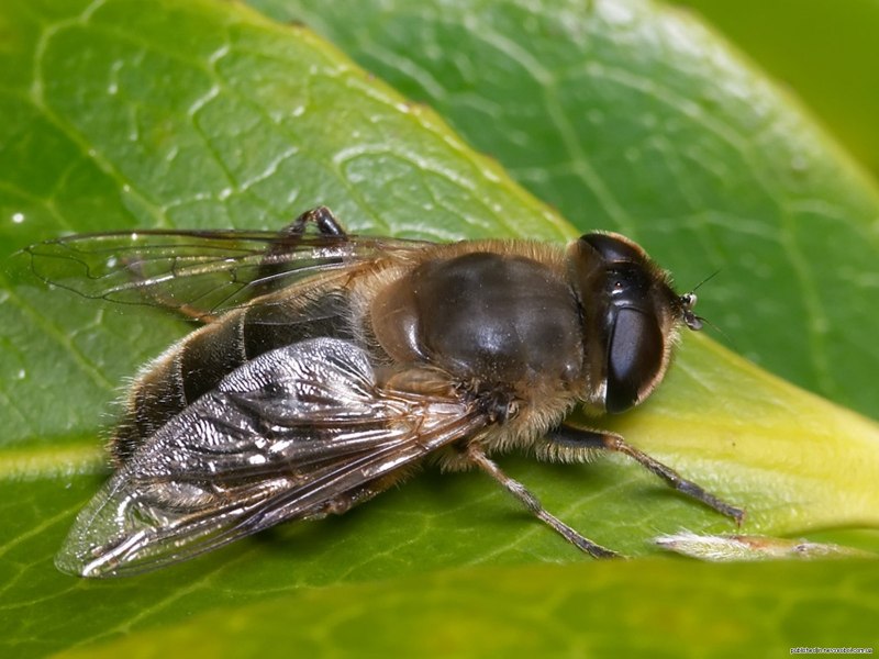 Личинка мухи черной львинки